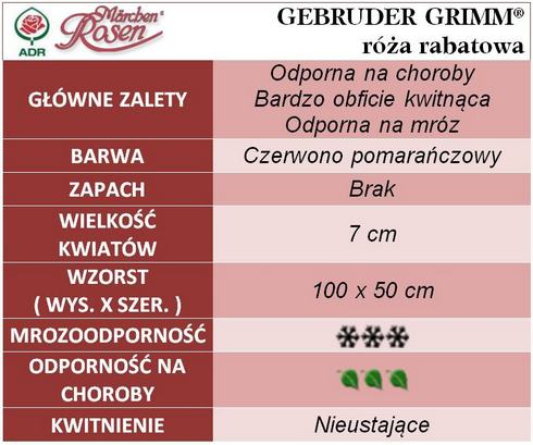 Gebruder Grimm róże rabatowe gł. zal.